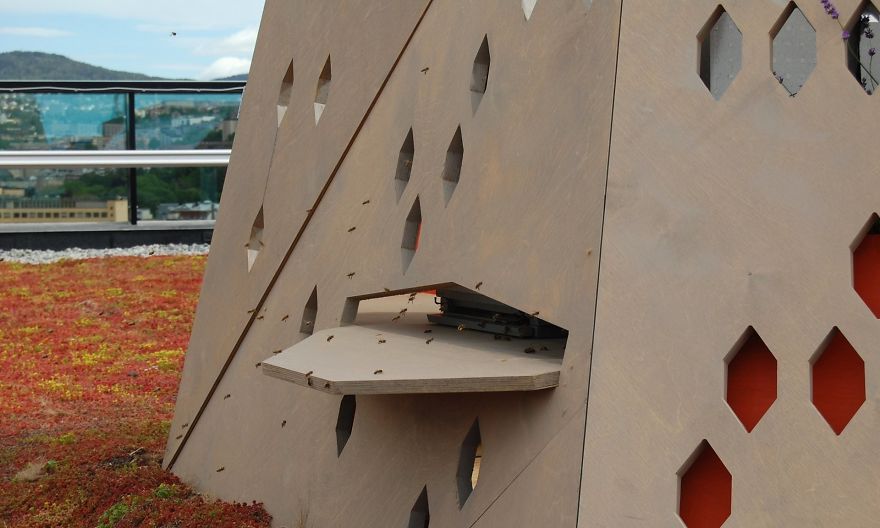 螃蟹也要過馬路 細(xì)數(shù)世界上的動物通道