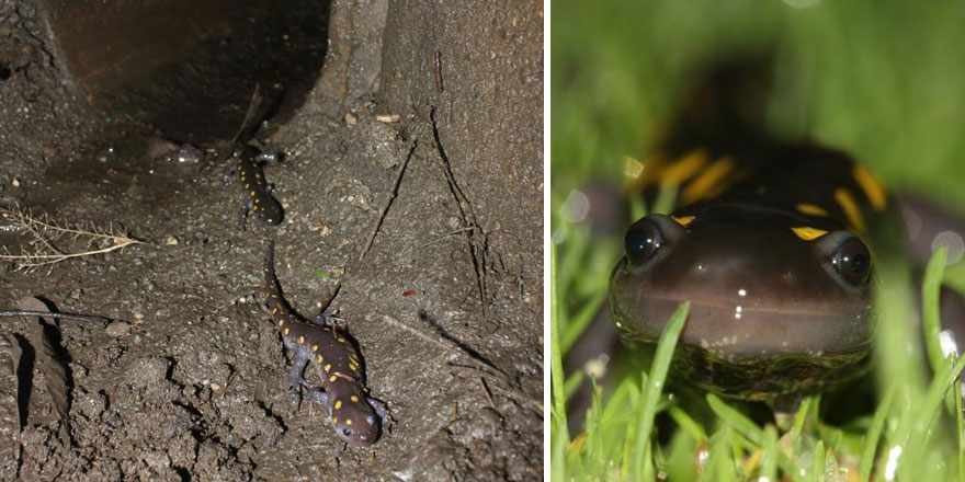 螃蟹也要過馬路 細(xì)數(shù)世界上的動物通道